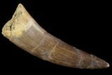 Bargain, Fossil Plesiosaur (Zarafasaura) Tooth - Morocco #91298-1